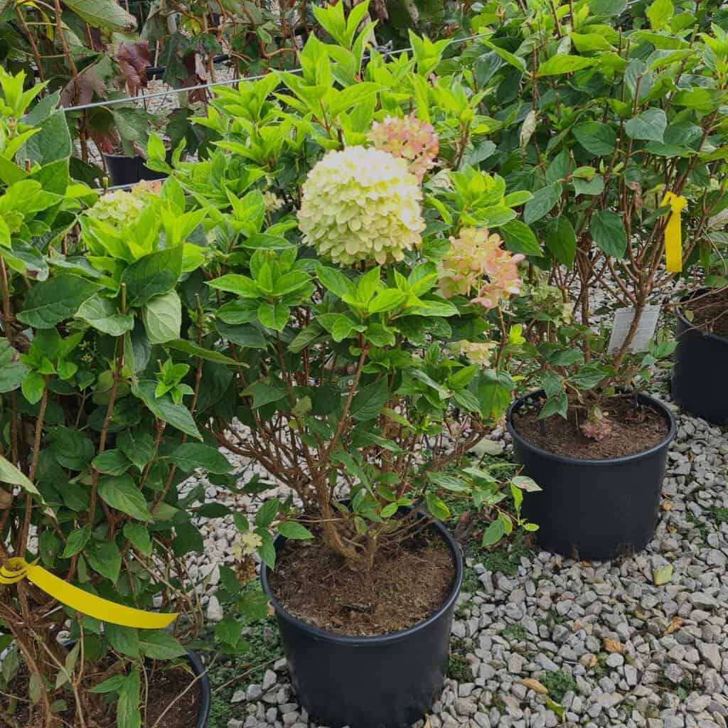 Hydrangea paniculata 'Jane' ® ---